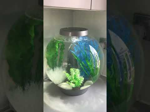 My 30ltr BiOrb Classic