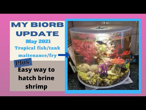 My Biorb Tube 6 Months Update & How I Hatch Brine Shrimp The Easy Way.