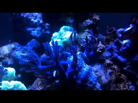 My Marine Biorb