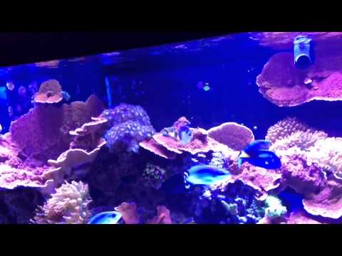 New Jebao RW-15 wave maker full review, set up and test