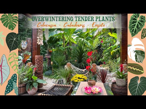 Overwintering My Tender Plants – Colocasia, Caladiums, Ensete Maurelii ?❄️?