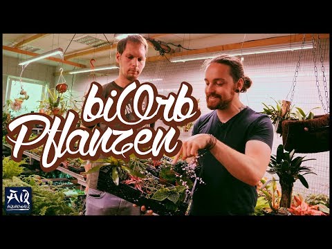 Pflanzen für das biOrb auswählen | AquaOwner