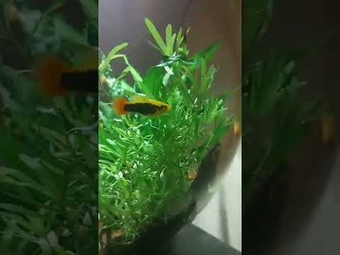 Platy And Bristlenose Pleco In The Biorb Fishtank Update!  2022