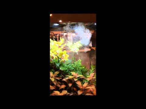 Previewing Biorb's AIR Plant Tanks