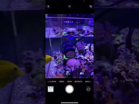 Problema con Alw 10 jebao