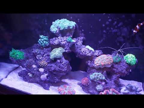 Reef Update: 04/27/2022 – New Jebao SLW-10, Started dosing KH buffer