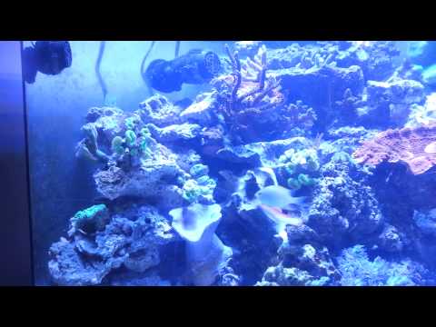 Review of the jebao wp40 wave maker on a 92 gallon