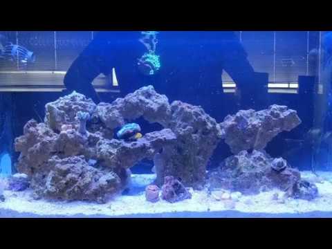 Rico's Aquariums Nano Reef Challenge 2018, October. Jebao ow-10 and tank update.