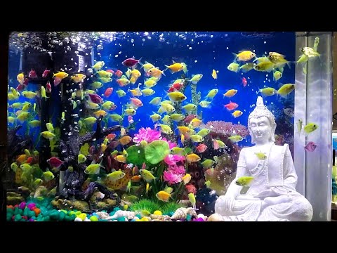 #samratclub4m. #dipawalistatusvideo aquarium best fish tank for home