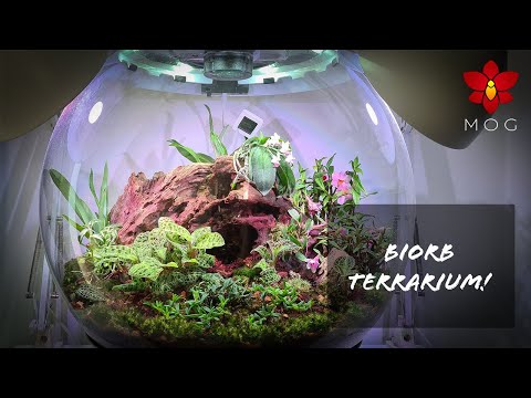 Scaping a Biorb Air Automatic Terrarium with Orchids!