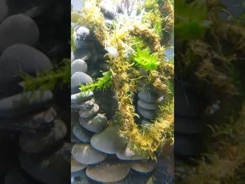 Sparkling Gouramis in Biorb