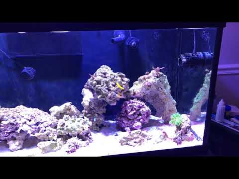 Sw4 Jebao Sw8 Rw4  Reef Flow