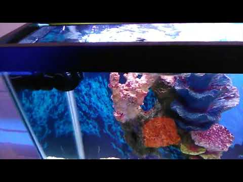 Testing the Jebao OW-25 Wavemaker