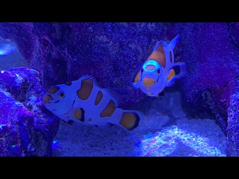 Tips for beginner reefers | nano saltwater aquarium setup | Jebao SLW-5 | part 2