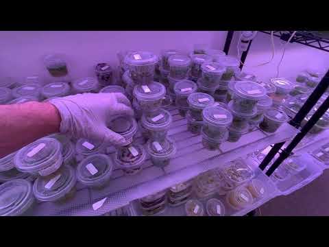 Tissue Culture Aquarium Plants Grow out Room Behind the Scenes at Glosso Factory