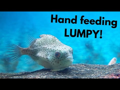 Update 30 – FEEDING Lumpy the LUMPSUCKER, a little HITCHHIKER, and more!