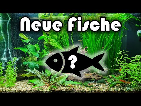 Neue Fische! (150)
