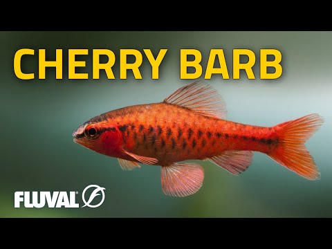 Species Spotlight | Cherry barb