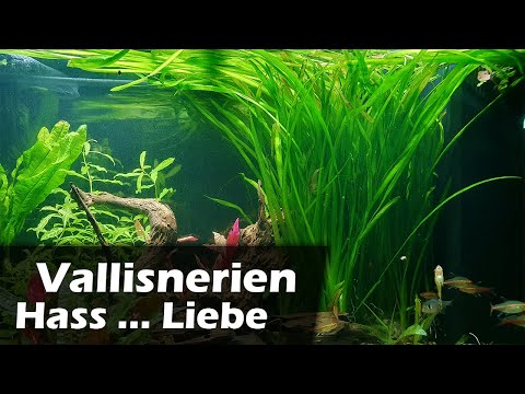 Vallisnerien – Hass und Liebe (151)
