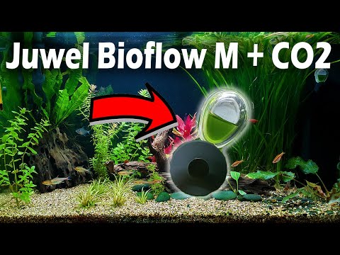 Juwel Bioflow + CO2 – Zugabe (152)