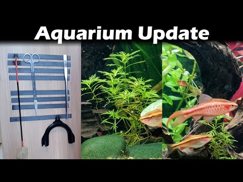 Aquarium Update – Unterschrank, Pflanzen, Fische (153)