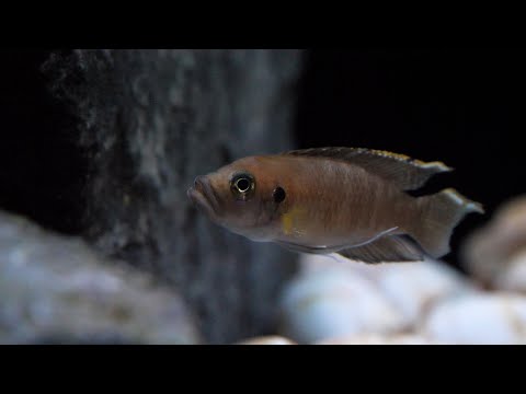 Lake Tanganyika 40 Gal. Cube Aquarium | Relaxing Cinematic