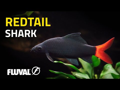 Species Spotlight | Redtail Shark
