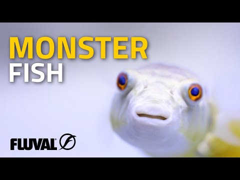TANK BUSTERS: Monster Fish To Avoid