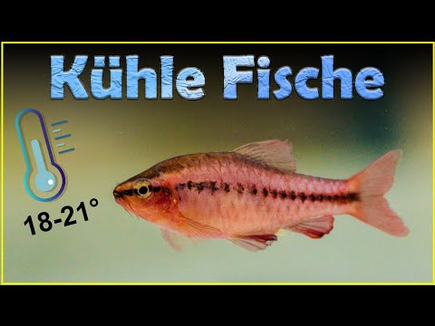 Fische für Aquarien ohne Heizung (157)