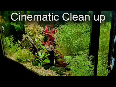 Clean up | Film | Aquarium cleaning for relaxation | no talking