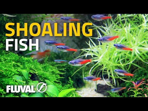 The School of Fish Dream