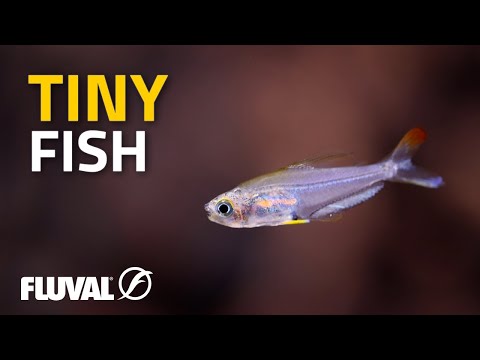 TINY FISH: A Summary of Small Species for Aquariums!