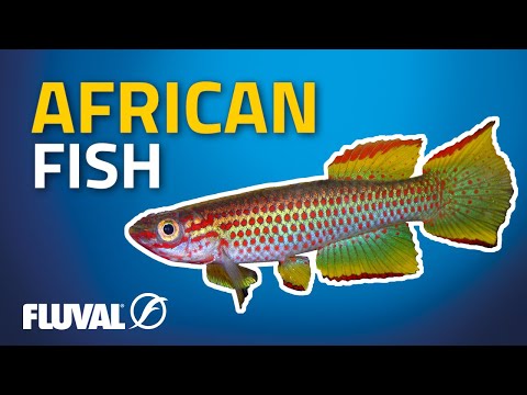 Three African Wonders | Aphyosemion Killifsh