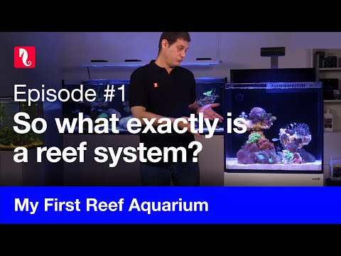 My First Reef Aquarium, episode 1 – What exactly is a reef system?