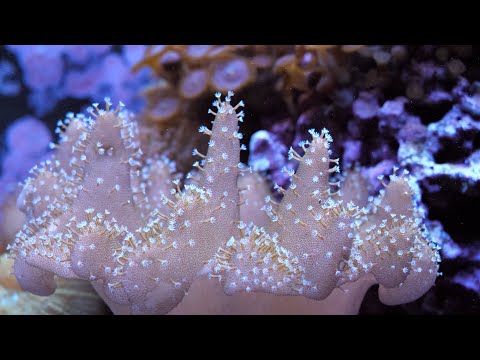 CORAL REEF AQUARIUM 4K VIDEO (ULTRA HD) | Relaxing Sleep Meditation Music