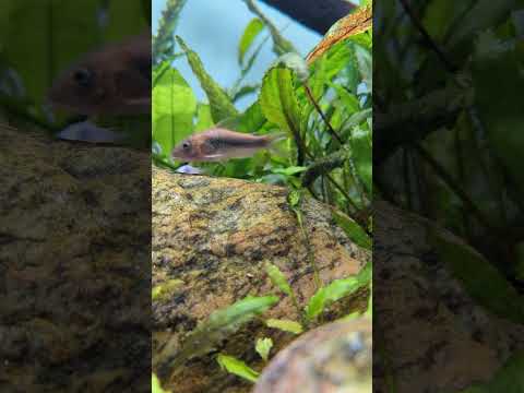 Baby Bronze Corydoras Are the Cutest! #shorts