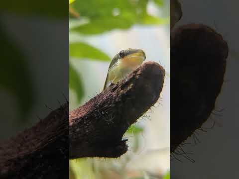 This Otocinclus looks like he knows something we don’t know… #shorts