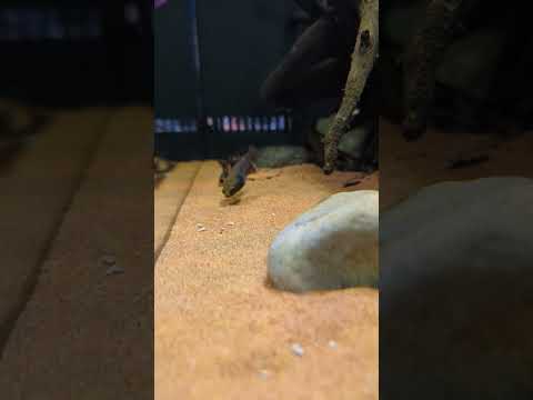 Betta channoides sneak attack! #shorts