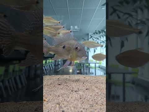 Just keep swimming, just keep swimming! #shorts