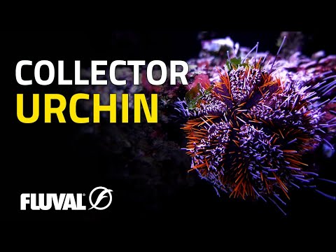 Species Spotlight | Collector Urchin