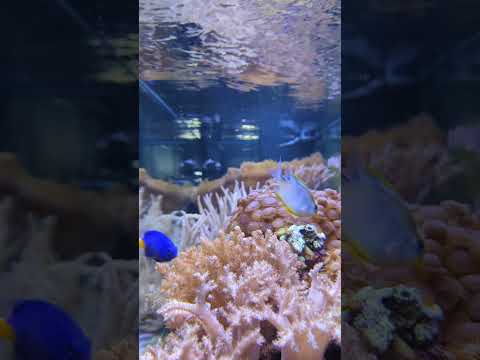 Relaxing coral reef aquarium 🐠 #shorts
