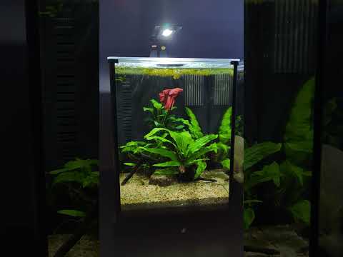 Beautiful Fluval Betta Kit Aquarium! #shorts
