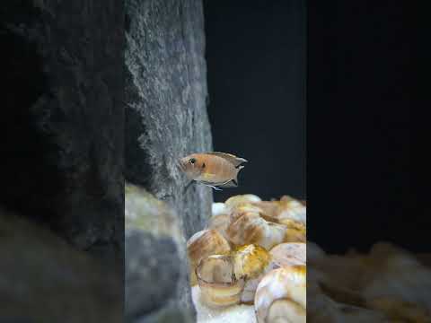 Super Stunning Shelldweller Cichlid! #shorts