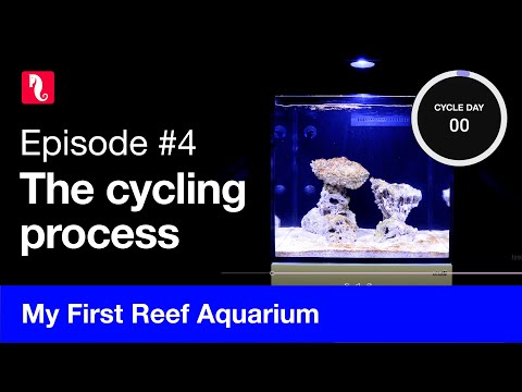 My First Reef Aquarium, episode 4 – The cycling process