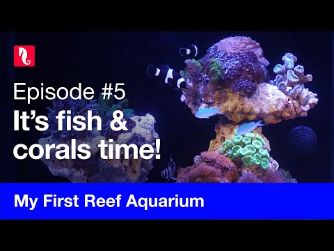 My First Reef Aquarium, episode 5 – It’s fish & corals time!