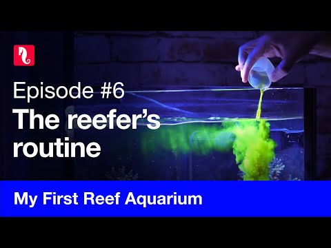 My First Reef Aquarium, episode 6  – The reefer’s routine