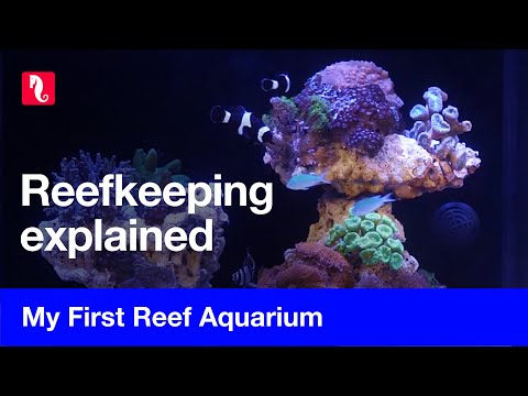 My First Reef Aquarium – Becoming a reefkeeper!