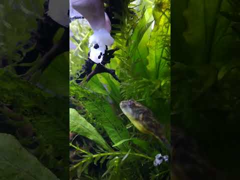Hungry Fahaka Puffer! 🐡 #shorts