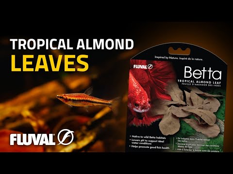 Fluval Betta Tropical Almond Leaves