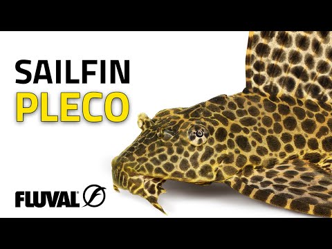 Species Spotlight | Sailfin Pleco